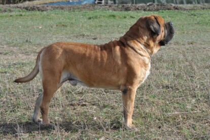 Mastiff Don Theo von der Villa Graf Mastiff Don Theo von der Villa Graf