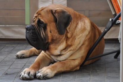 Mastiff Don Theo von der Villa Graf Mastiff Don Theo von der Villa Graf