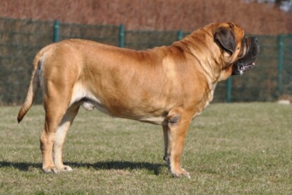 Mastiff Don Theo von der Villa Graf Mastiff Don Theo von der Villa Graf