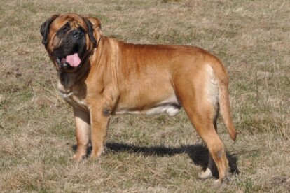Mastiff Don Theo von der Villa Graf Mastiff Don Theo von der Villa Graf