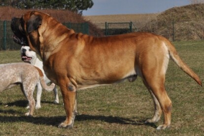 Mastiff Don Theo von der Villa Graf Mastiff Don Theo von der Villa Graf