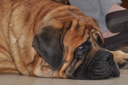 Mastiff Don Theo von der Villa Graf Mastiff Don Theo von der Villa Graf