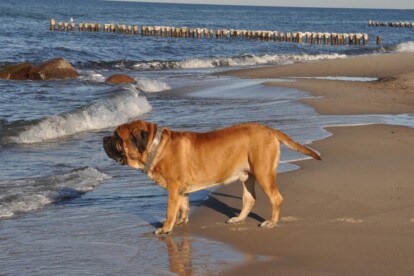 Mastiff Don Theo von der Villa Graf Mastiff Don Theo von der Villa Graf