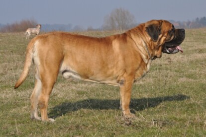 Mastiff Don Theo von der Villa Graf Mastiff Don Theo von der Villa Graf