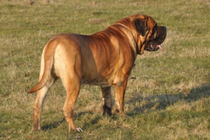 Mastiff Don Theo von der Villa Graf Mastiff Don Theo von der Villa Graf