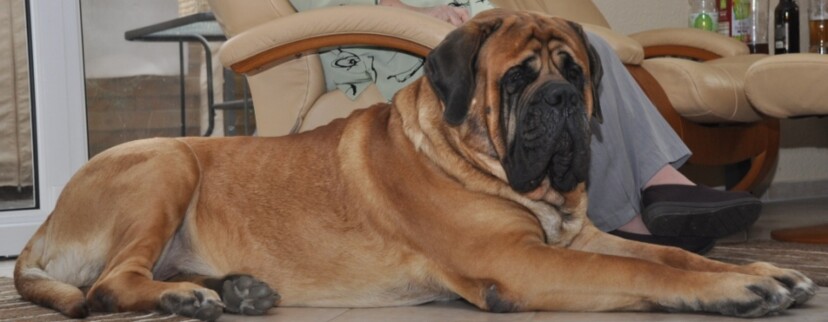 Mastiff Don Theo von der Villa Graf Mastiff Don Theo von der Villa Graf